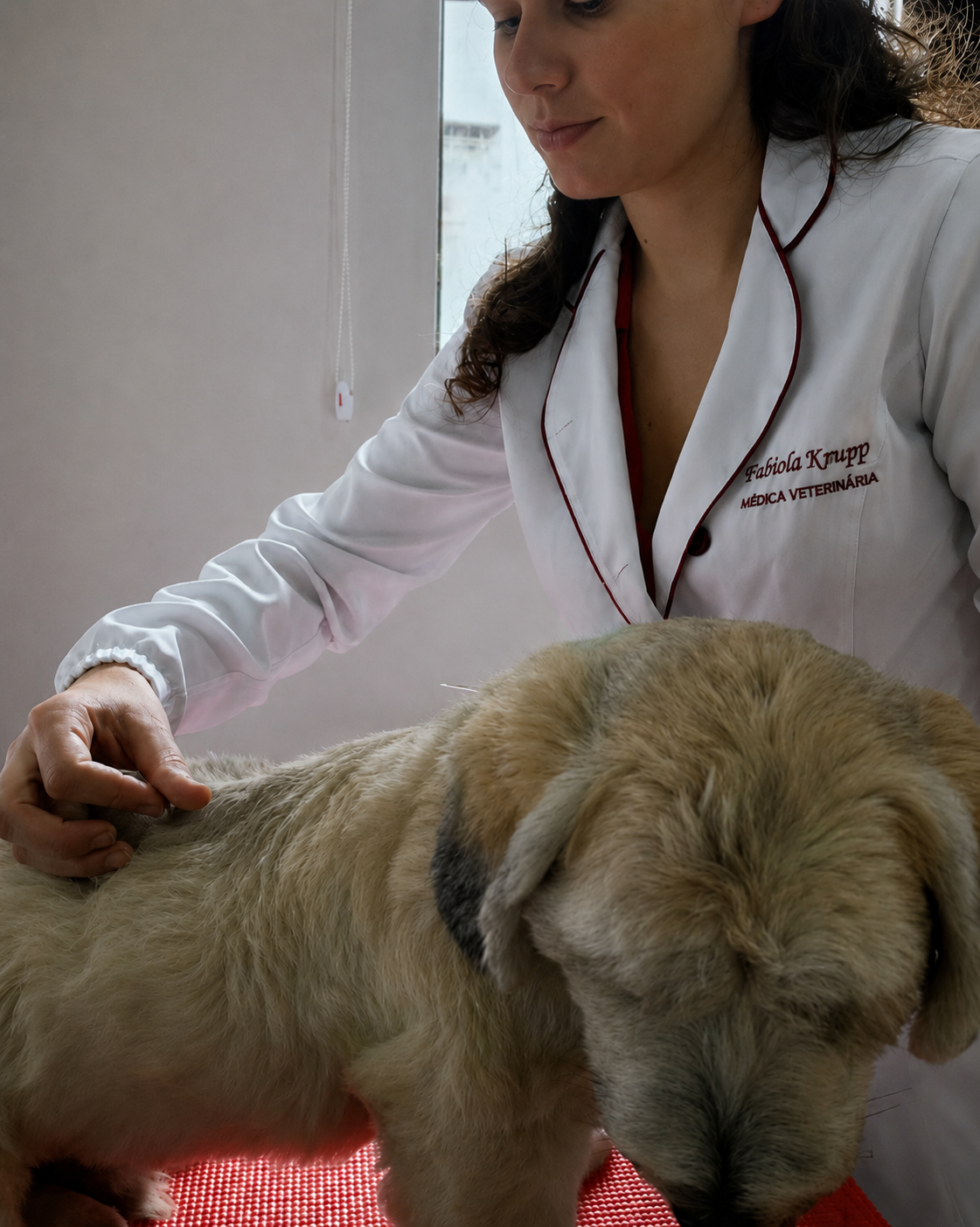 Dra. Fab&iacute;ola realizando acupuntura em cachorro