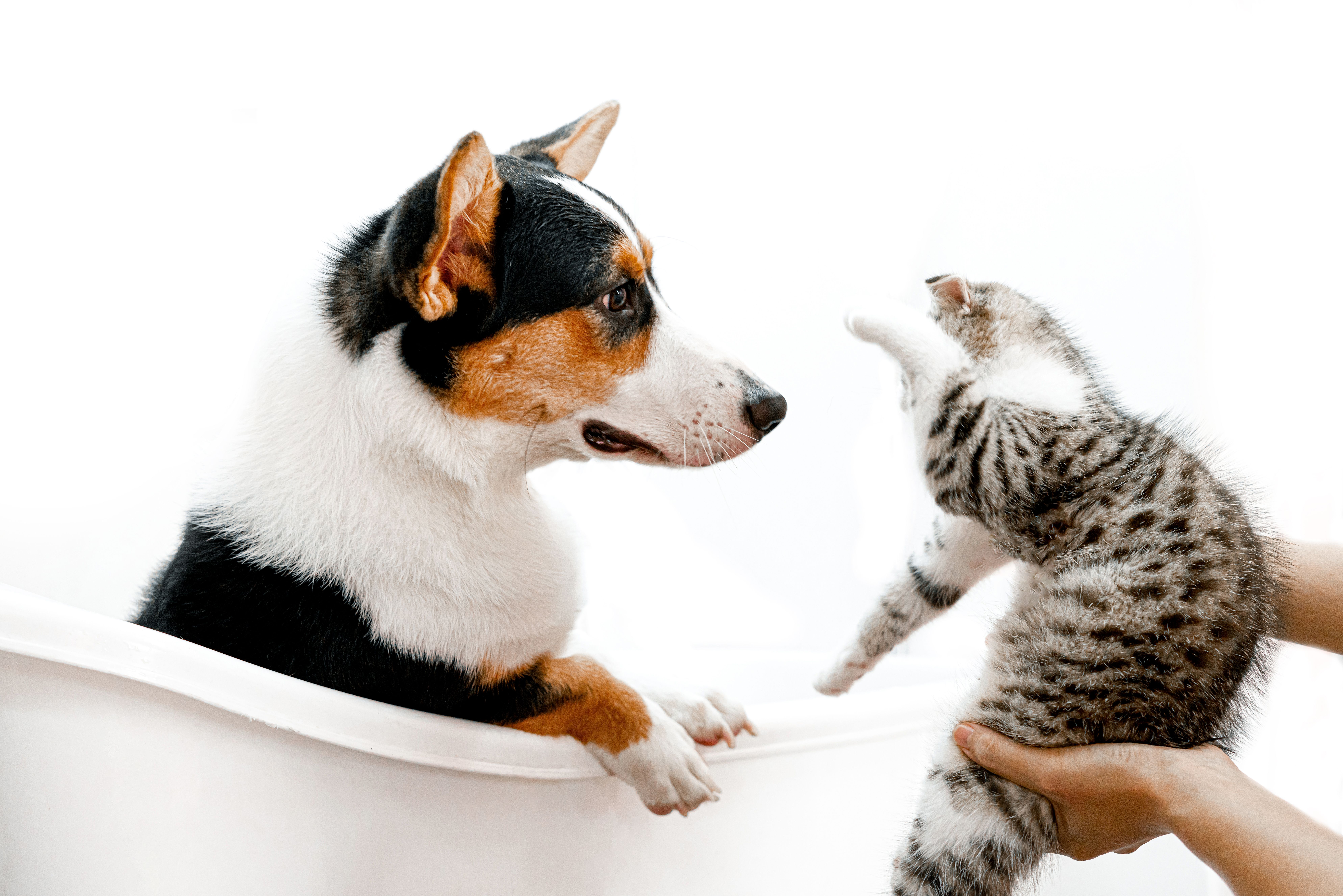 Cachorro e gato em momento de cuidado