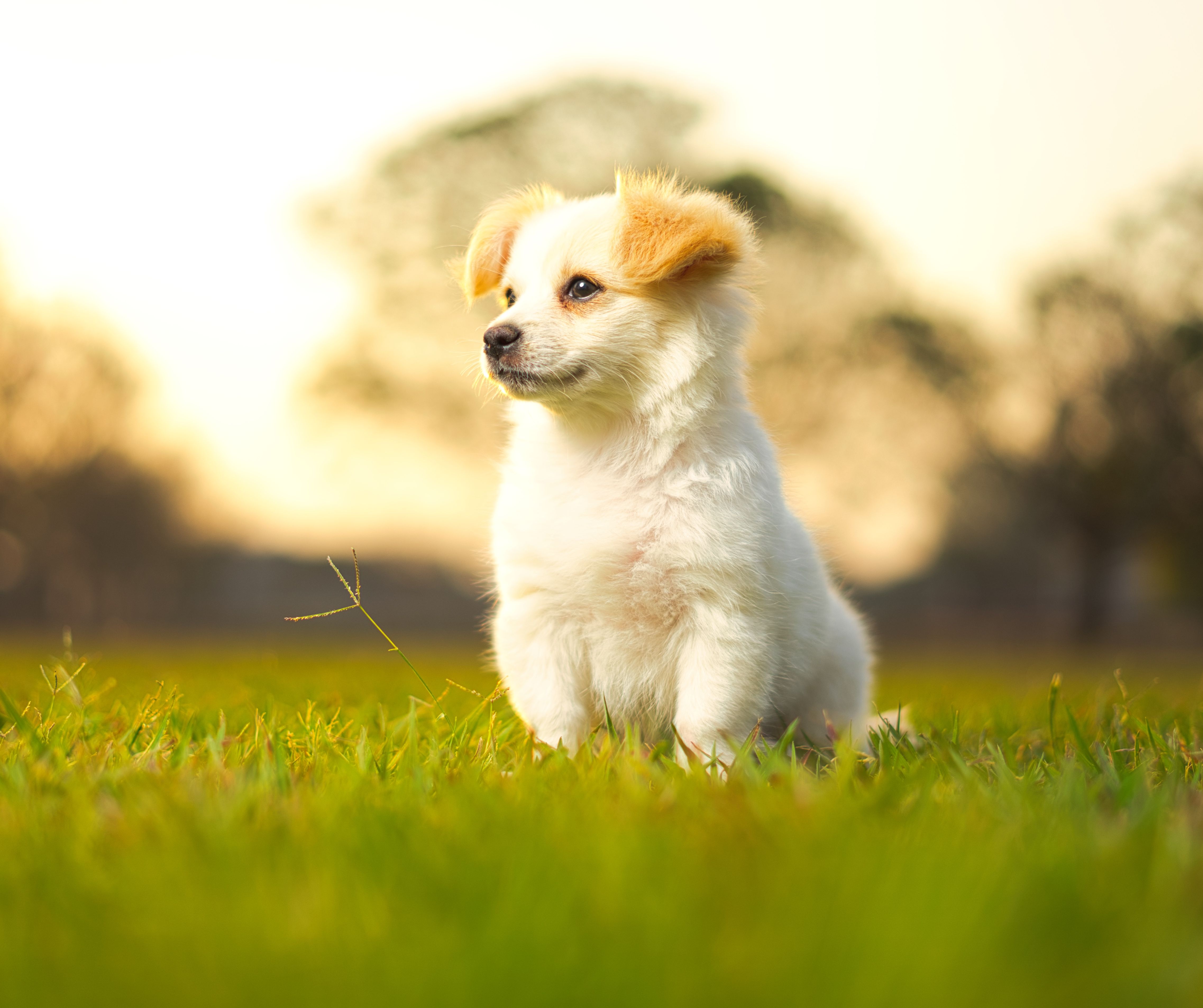 Cachorro pequeno em gramado ao sol