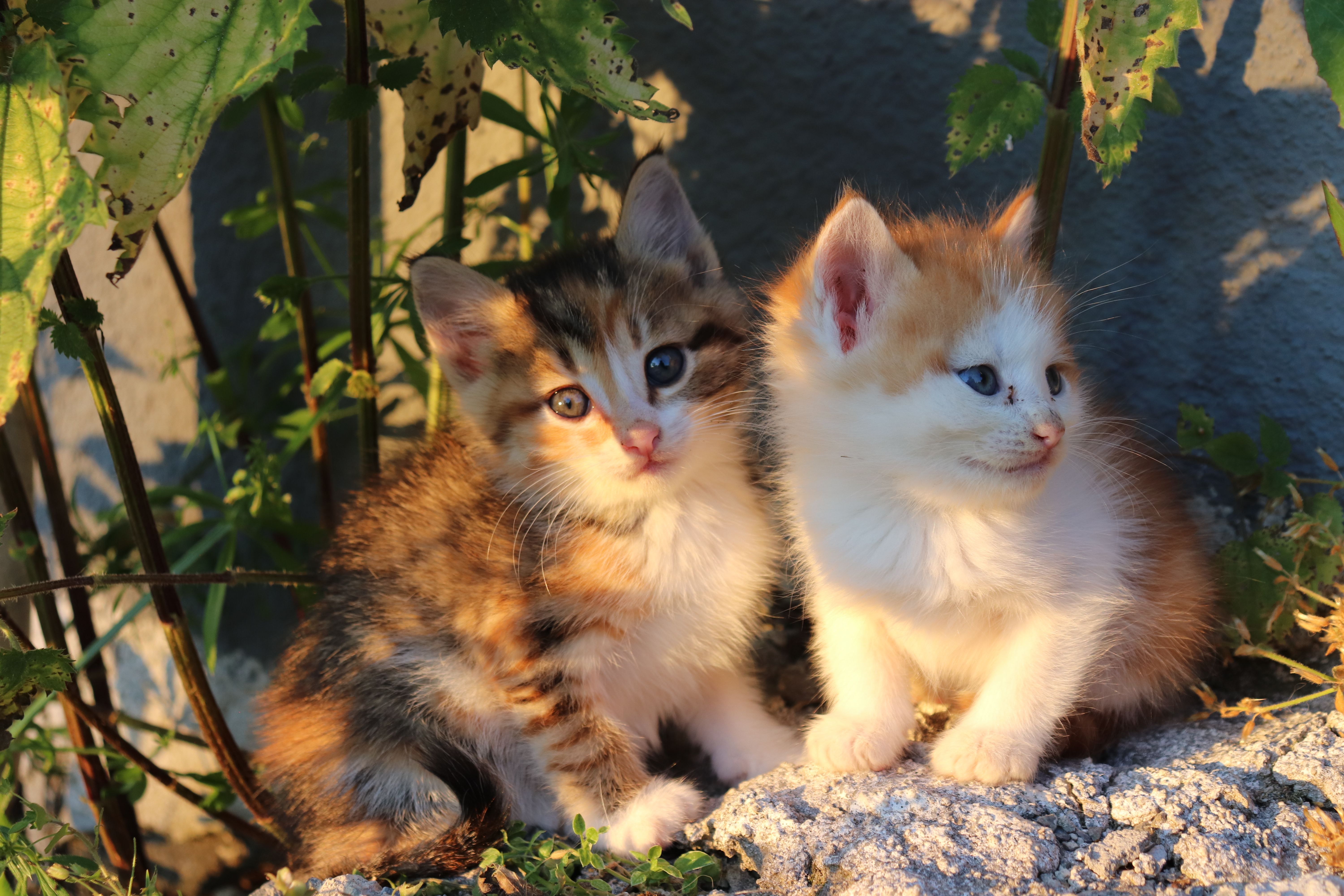 Dois filhotes de gato em ambiente natural